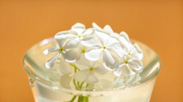 Découvrez les nombreux bienfaits et usages de la fleur de Jéricho